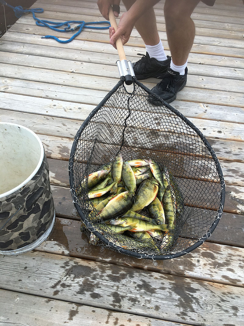 fishing planet walleye michigan